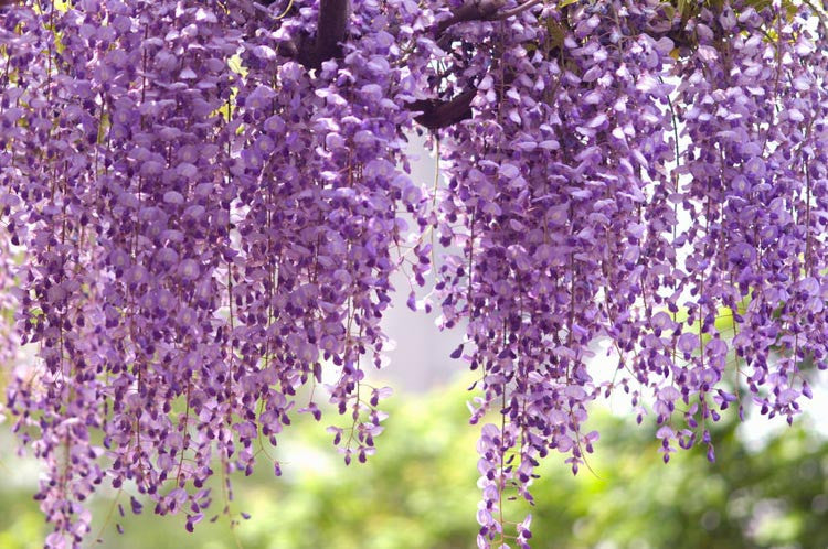 Wisteria & Lilac 16 oz candle