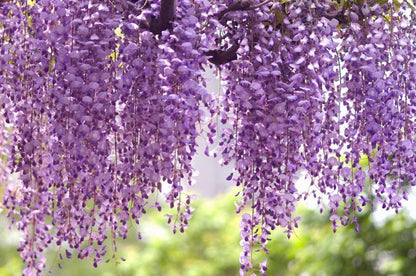 Wisteria & Lilac 16 oz candle