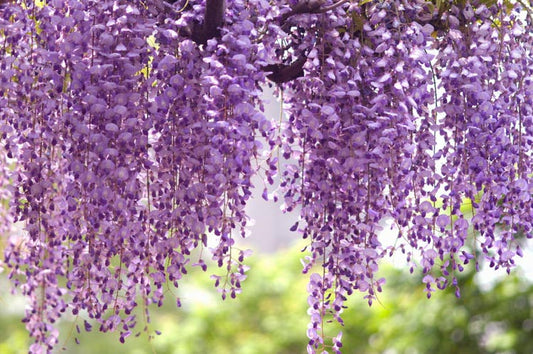 Wisteria & Lilac 16 oz candle